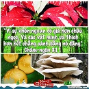 Ecard