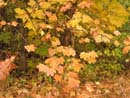 Autumn Photo